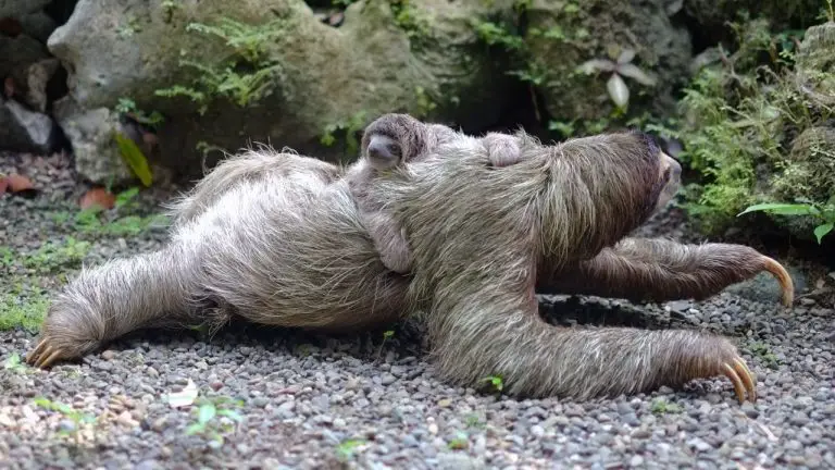5 Life Lessons From a Sloth: How Animals Can Teach us to Live Happier