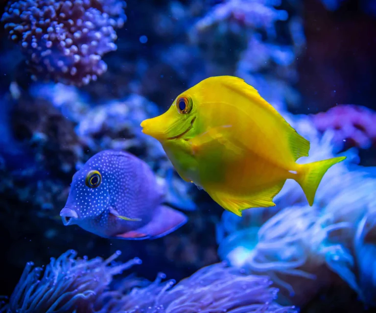 The Benefits Of A Fish Tank At Home