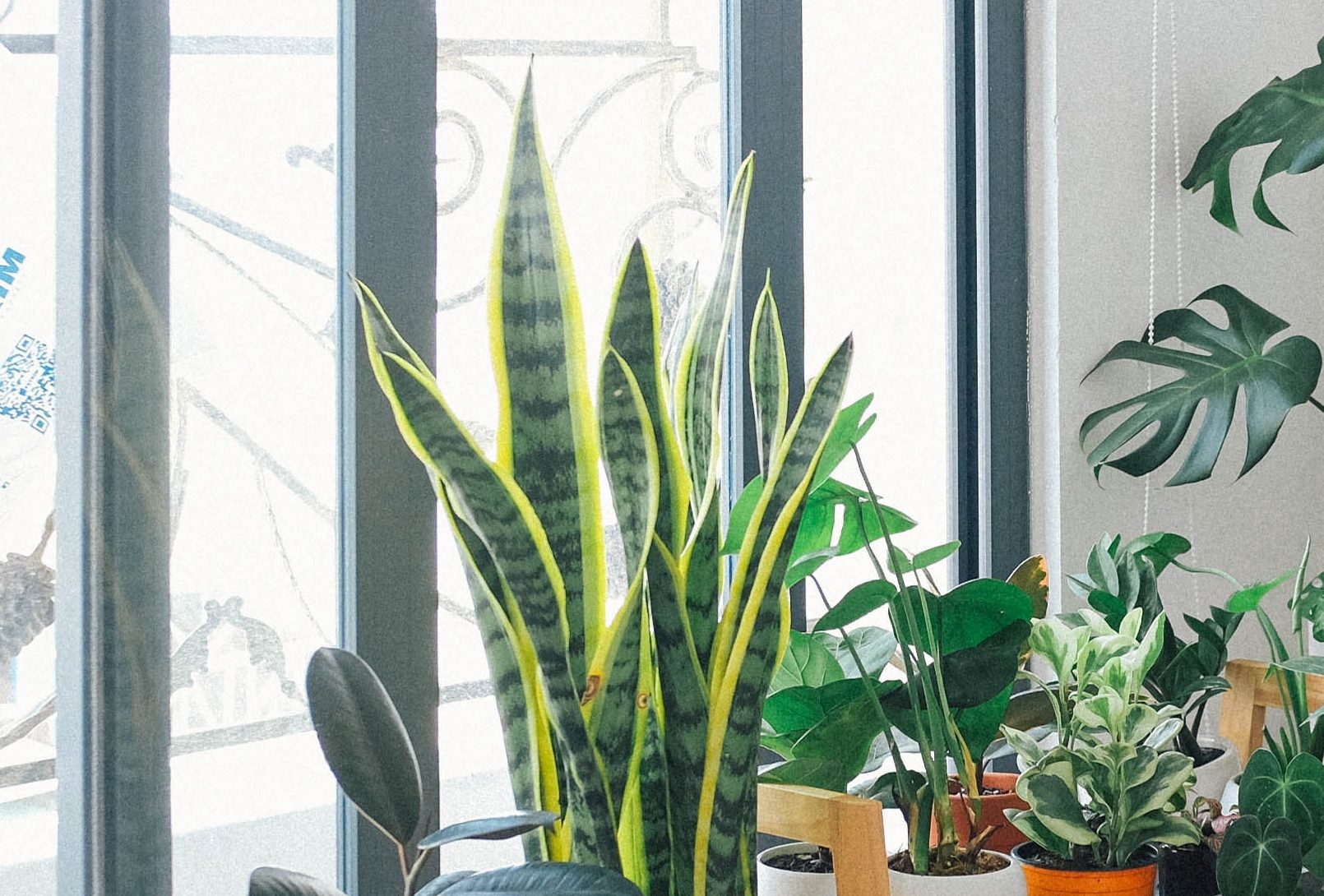 a clean room with large windows filled with houseplants