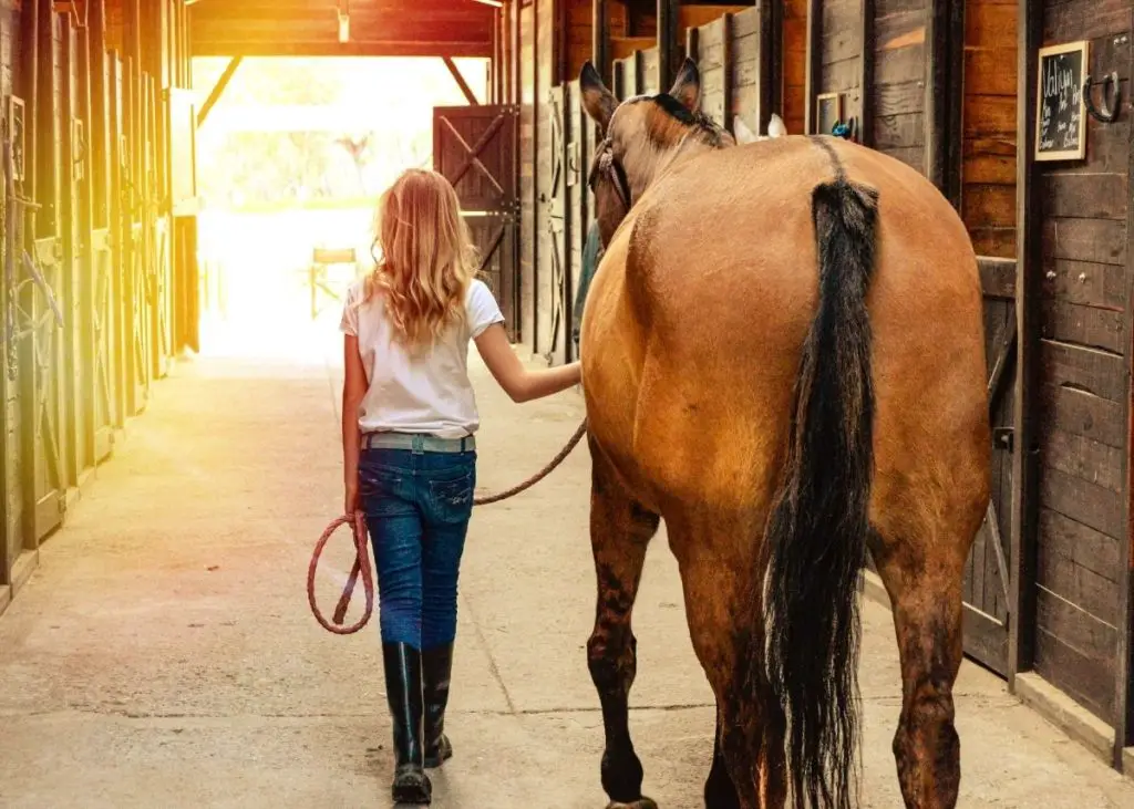 A teenager is walking her horse in the stables out for a ride.