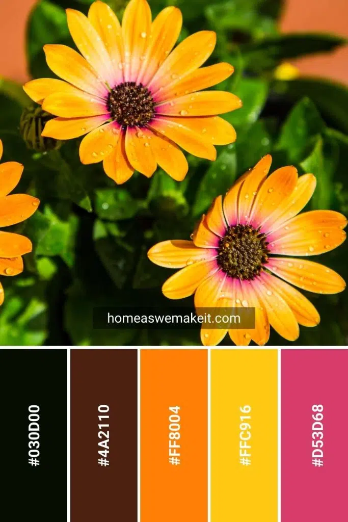 african daisy fall color palette with hex code
