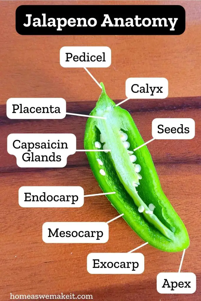 anatomy of a jalapeno