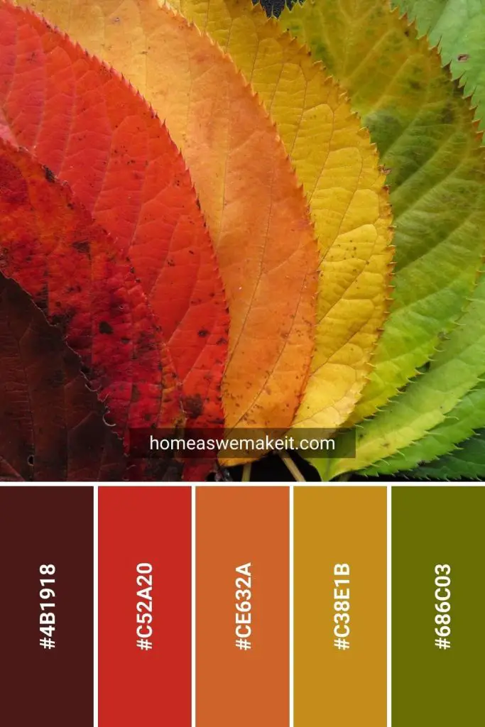 classic fall leaves colors