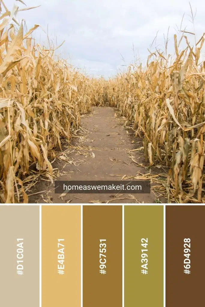 corn maze fall color palette