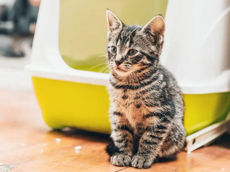 how to baby proof the litter box
